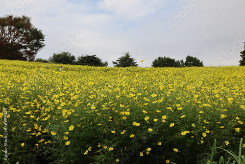 秋の花