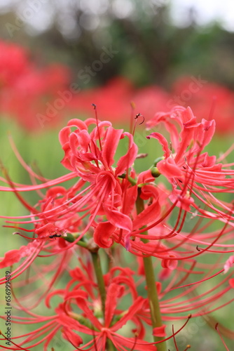 秋の花
