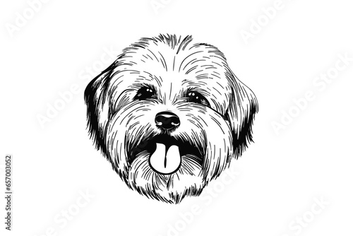 Cute Havanese: A Vector Illustration of the Adorable Havanese Dog
