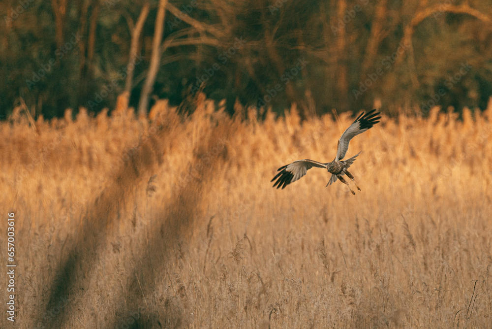 Rohrweihe im Flug Rohrweihe im Flug