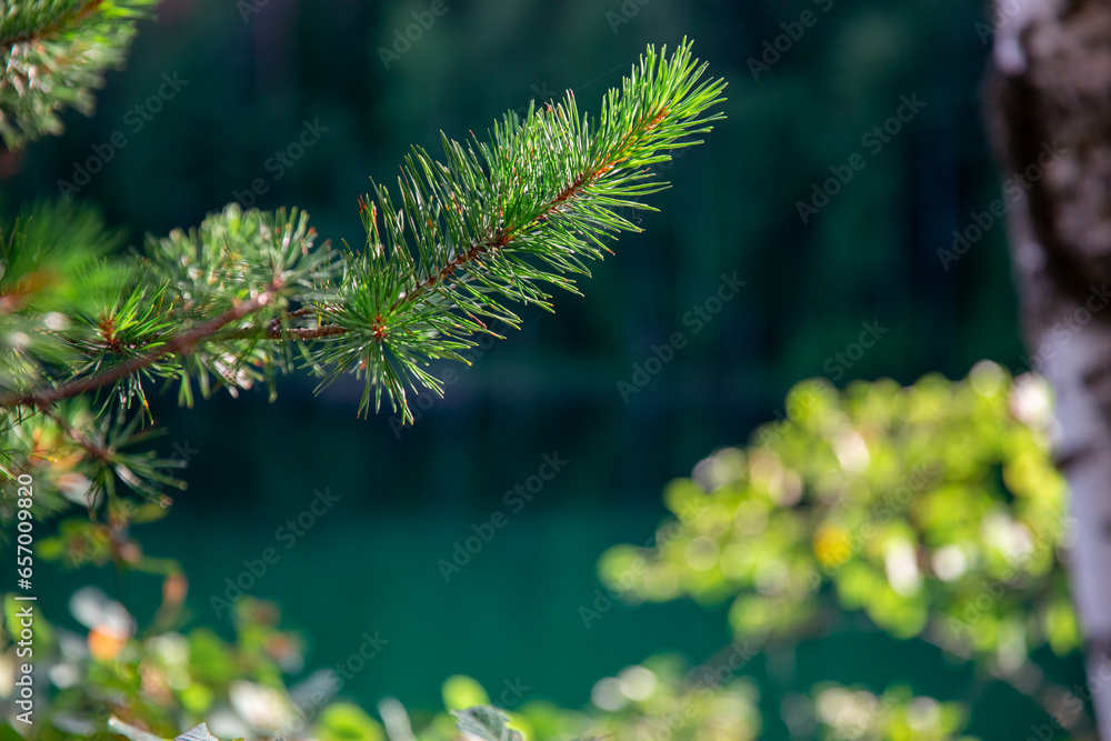 Pine branches on the background of the lake. Shallow depth of field. Background for the site. Empty space for text