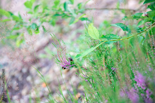 grass flower in nature garden with blur background,vintage color tone. Honey bee on purple flowers in the meadow. Selective focus.