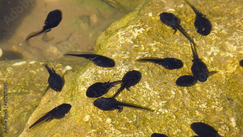 Southern Urals, summer. Tadpoles in a mountain pond.
