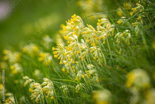 Pretty primula veris, commonly known as cowslip, in the Sussex countryside in springtime