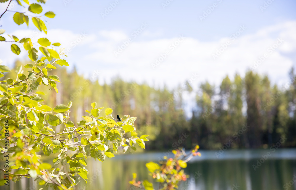 Fototapeta premium Lake in the forest. Background for the site. Empty space for text