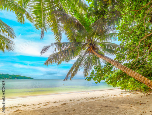 Fototapeta Naklejka Na Ścianę i Meble -  Palm trees and white sand in Anse Madge beach