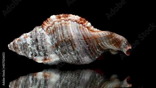 Hairy Triton (Monoplex pilearis) seashell rotating slowly against a black background photo