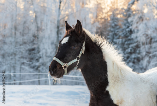 Bild auf Leinwand Portrait of pinto foal in pasture on winter evening