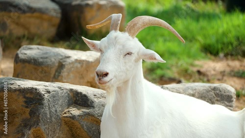 Male Saanen Goat Swiss Breed Head Close-up Against Leafy Tree in Summer Farm photo