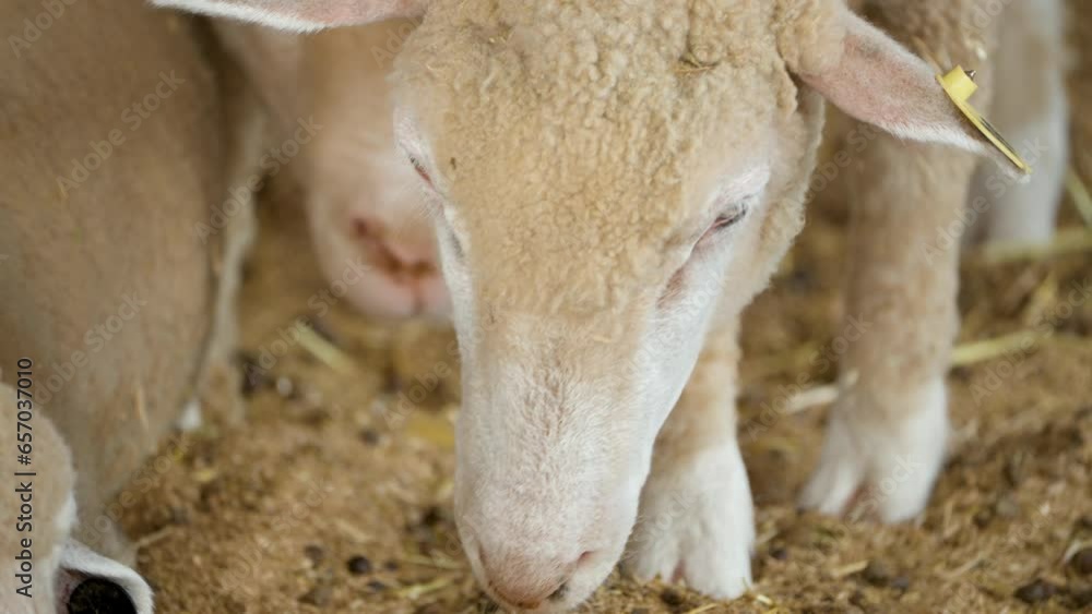 Ile-de-France Sheep Head Close-up Searching Food on Ground inside Enclosure