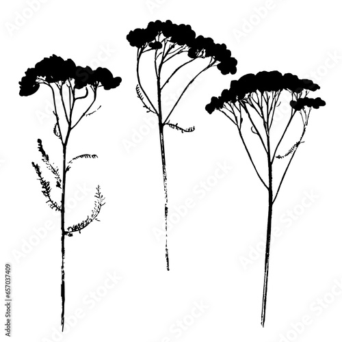 Silhouettes of wildflowers isolated on white background. Ink prints of herbaceous plants.