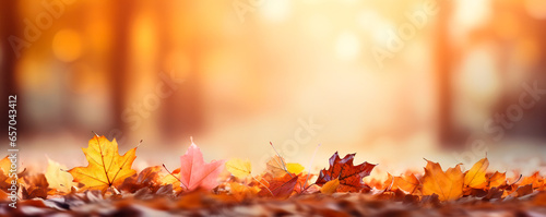 Autumn leaves over a blurred background  beautiful fall colors