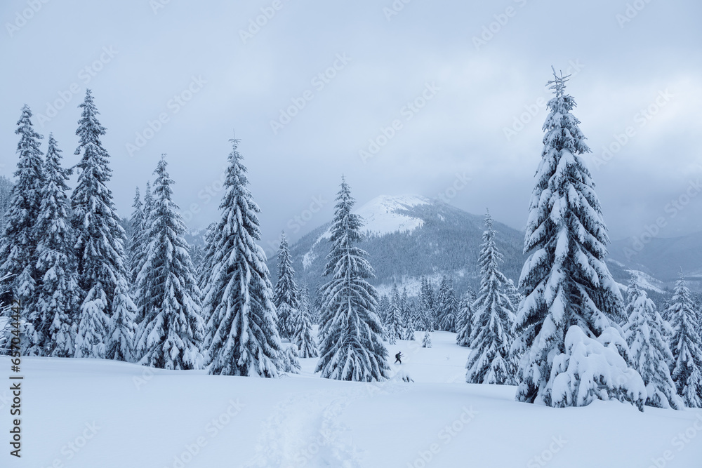 Obraz premium Winter landscape of high mountains with snow white peak. Forest. Lawn covered with snow. Evergreen trees in the snowdrifts. Christmas wonderland. Snowy wallpaper background.
