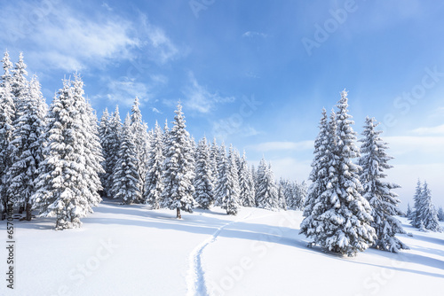 Winter forest. Path leading to the trees covered with white snow. Landscape of mountains. Wallpaper background. Location place Carpathian  Ukraine  Europe.