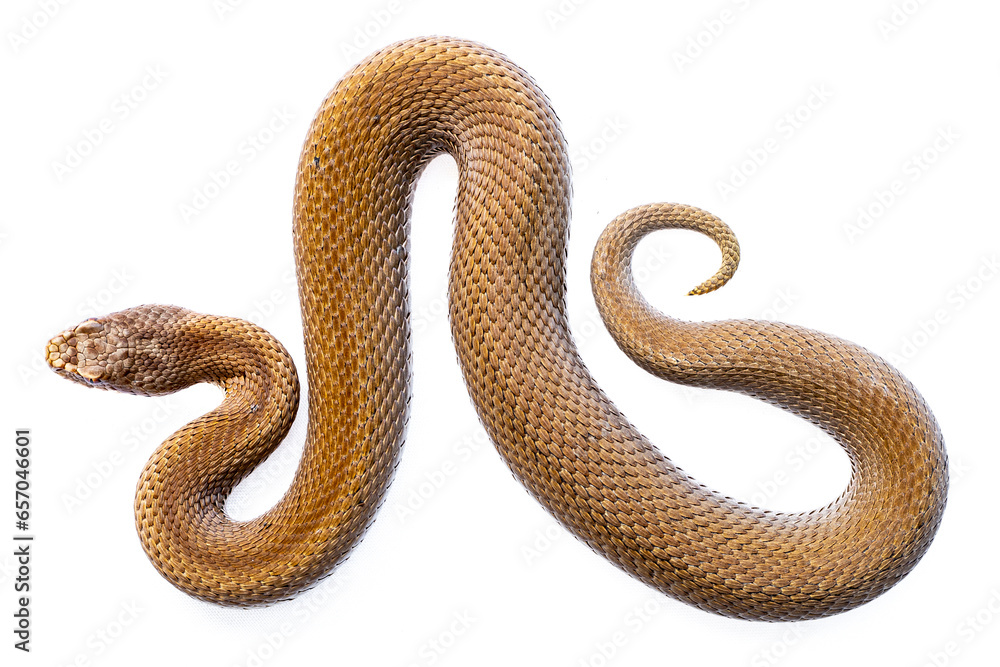 Snake crawling on white background Snake crawling on white background