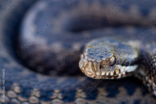 Vipera latastei snake in forest photo