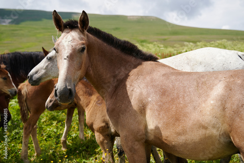 Horse is looking at the camera in the environment of alpine meadows in summer.