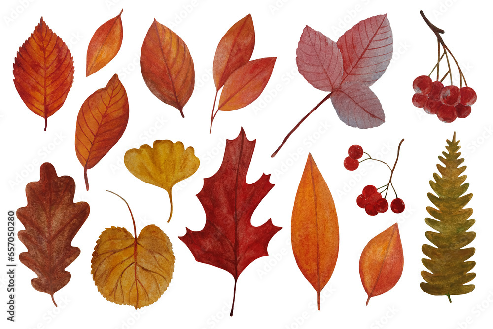 Obraz premium Set of watercolor autumn leaves isolated on white background. Floral and natural botanical element. Watercolor illustration.