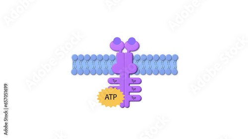 enzyme linked receptor, ligand, ADP, ATP, cell membrane, Enzyme-linked receptors, cell surface proteins that activate intracellular pathways upon ligand binding. photo