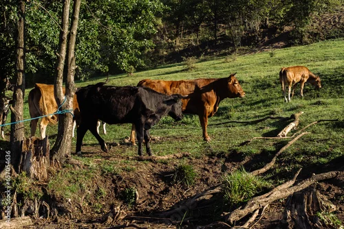 Obraz Cows at pasture 02
