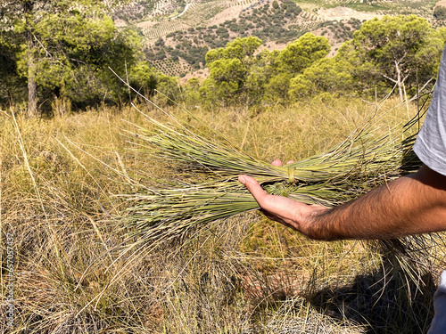 Photos bunch bundle of esparto grass