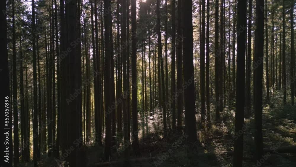 Drone flight amongst carpathian fir trees at sunset. Aerial journey through carpathian pines at sunset. Drone flight amongst carpathian fir trees at sunset. Aerial journey through carpathian pines at sunset.