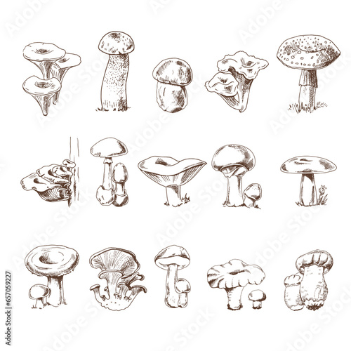 Vector sketch Collection of different edible and poisonous mushrooms. Sketch illustration for print, web, mobile and infographics.