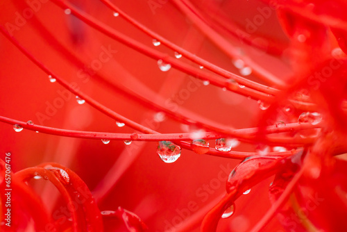 雨上がりの水滴のついた真っ赤な彼岸花