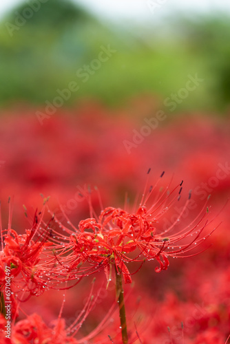 雨上がりの水滴のついた真っ赤な彼岸花 © imacoconut
