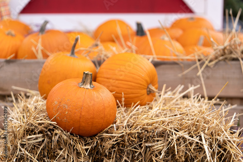 Orange pumpkins for Halloween are lying on bales of straw.