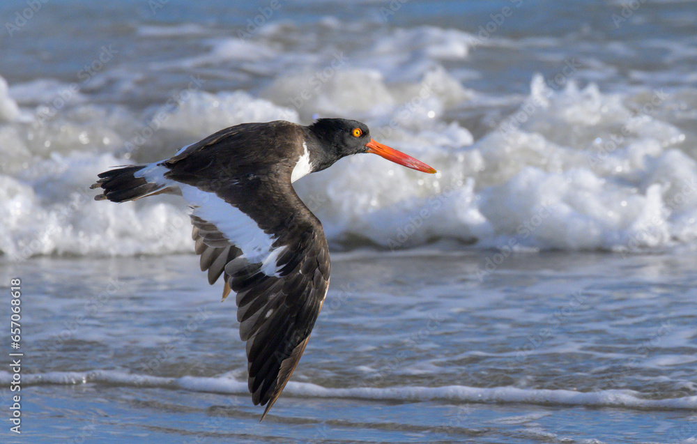 Ταπετσαρία American oystercatcher (Haematopus palliatus) flying low over the ocean beach, Galveston, Texas, USA