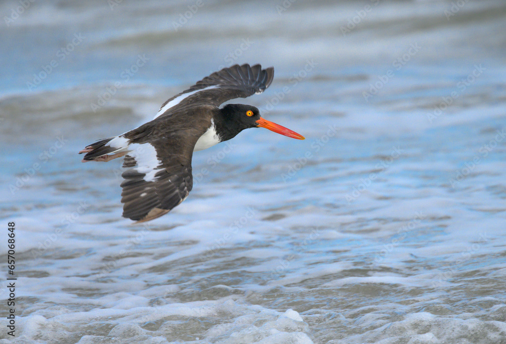 Ταπετσαρία American oystercatcher (Haematopus palliatus) flying low over tidal marsh, Galveston, Texas, USA