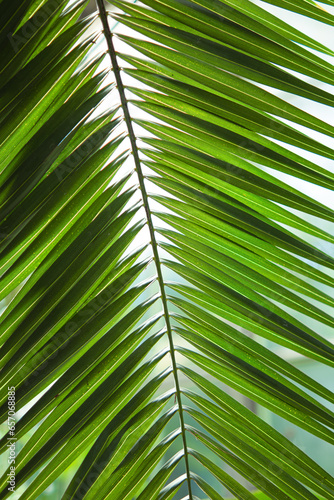 palm leaf close up.green tropical leaves.green background with leaves.abstract background.wallpaper.background with leaves.palm tree.macro photo of leaves.botany.green garden.tropical forest.green.