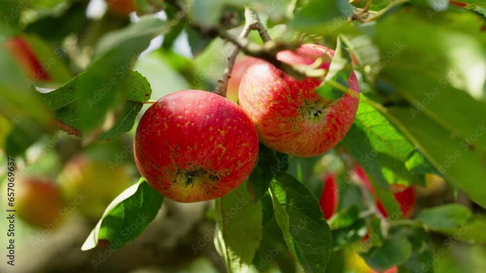 A beautiful background on which ripe red apples grow among green leaves. Organically grown fruits on a tree in the garden. High quality 4k footage A beautiful background on which ripe red apples grow among green leaves. Organically grown fruits on a tree in the garden. High quality 4k footage