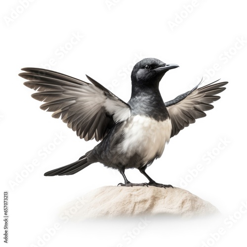 Sooty tern bird isolated on white background.