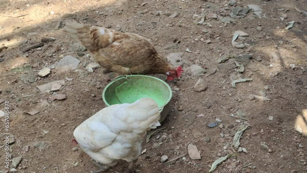 Domestic chickens or hens looking for food in the yard and eating worms ...