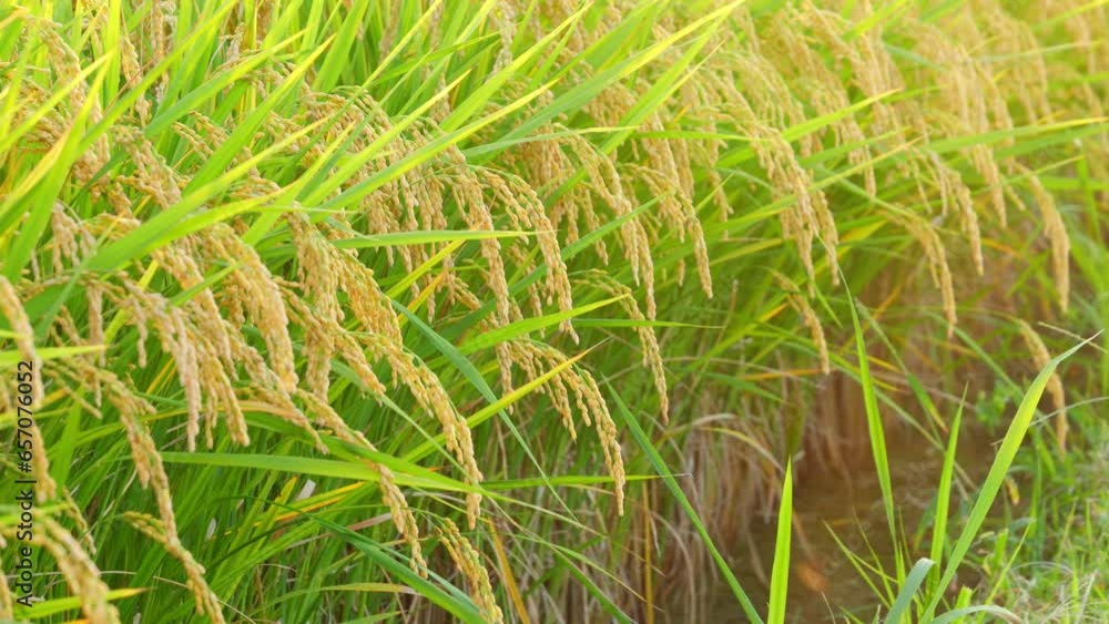 Rice in full crop and the sky at dusk, autumn, harvest time Rice in full crop and the sky at dusk, autumn, harvest time