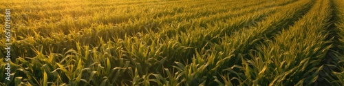 Sunset view of a corn field with a farmer standing in the middle taken from the sky.