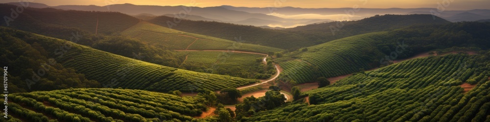 Sunset view of a Brazilian coffee plantation at - obrazy, fototapety, plakaty 