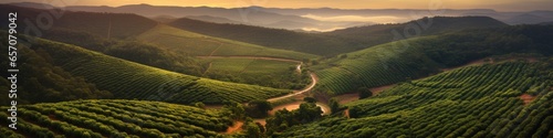Sunset view of a Brazilian coffee plantation at