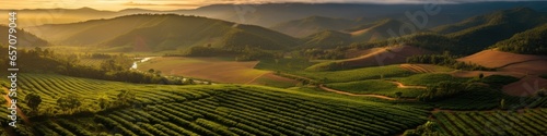 Sunset view of a Brazilian coffee plantation at photo