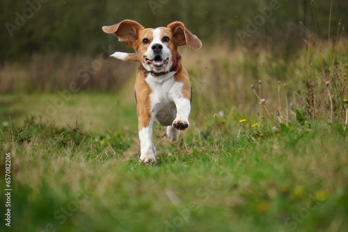 beagle dog in the grass run