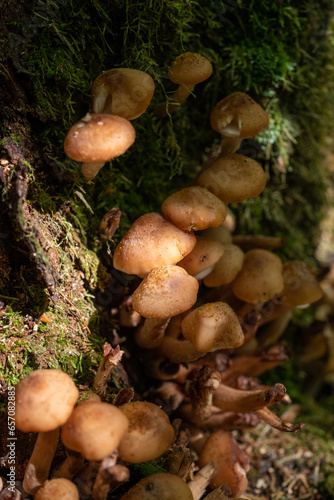 Honey mushrooms grow under a tree close-up. Forest mushrooms.