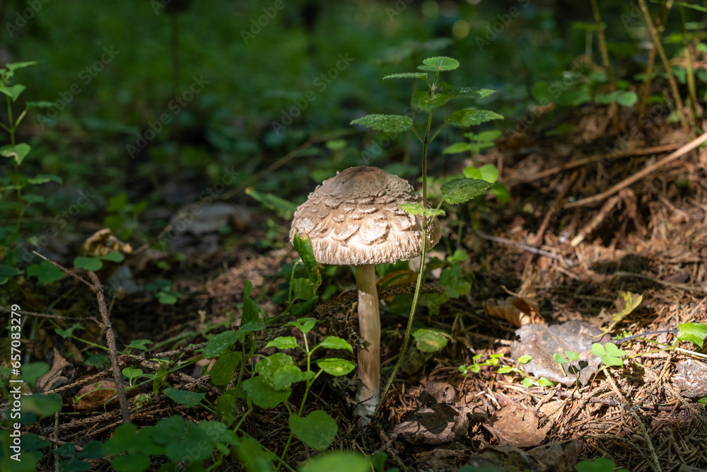 Edible forest mushroom grows in the forest. Mushroom umbrella, parasol. Edible forest mushroom grows in the forest. Mushroom umbrella, parasol.