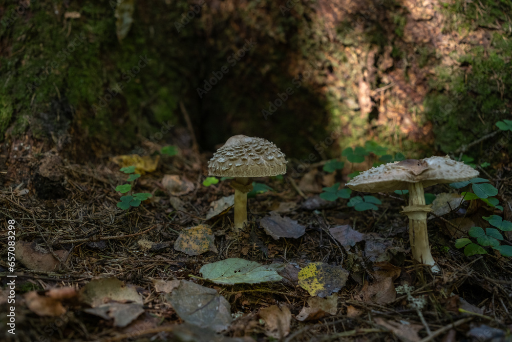 Fototapeta premium Mushrooms grow near a tree in the forest. Edible forest mushroom umbrella, parasol.Macrolepiota procera