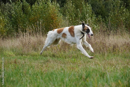 Russian Hunting Sighthound russian greyhound