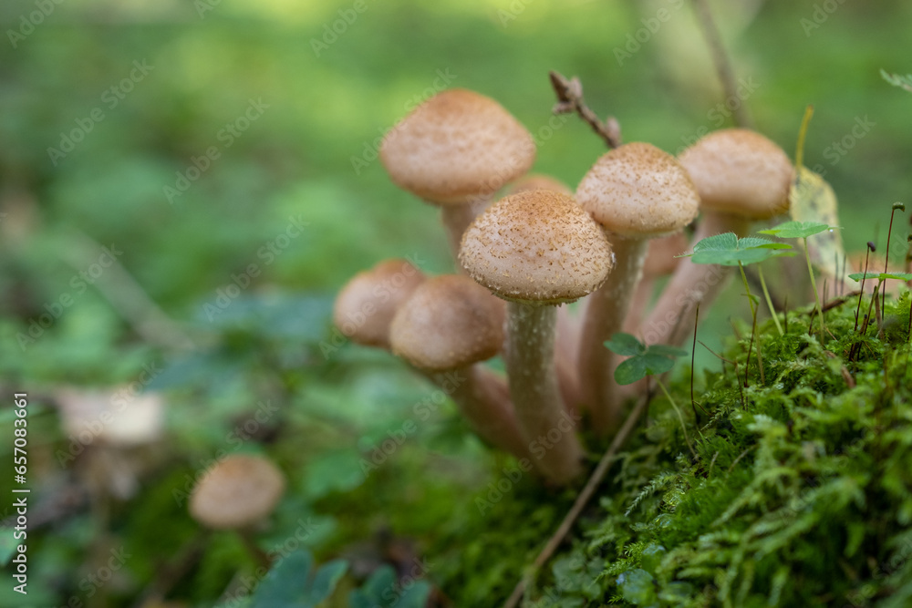 Close-up of a colony of honey mushrooms growing on a stump. Close-up of a colony of honey mushrooms growing on a stump.