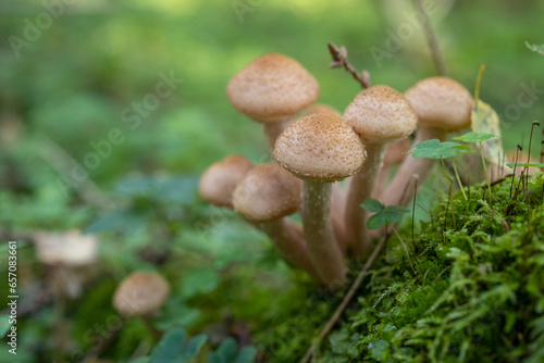Close-up of a colony of honey mushrooms growing on a stump.
