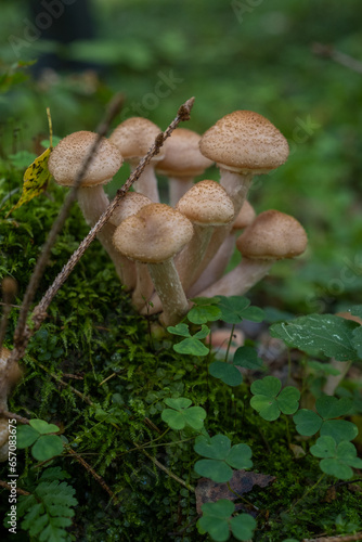 Honey mushrooms growing on an old stump, vertical photo. Edible forest mushrooms. © Alexandr Milodan