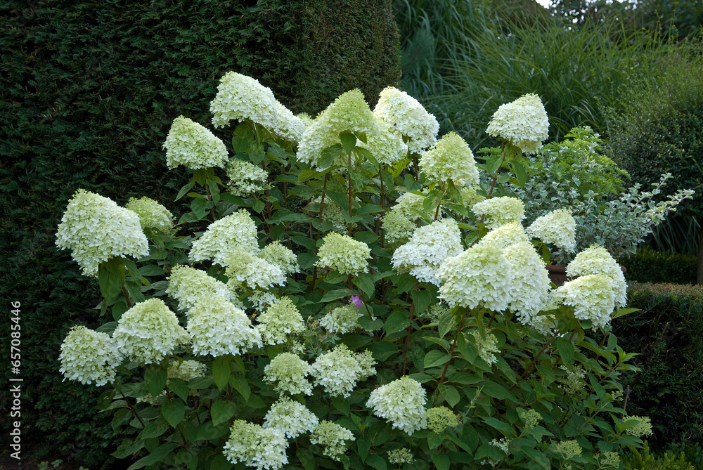 Konstfotografi Hydrangea limelight , Hortensia, Hydrangea